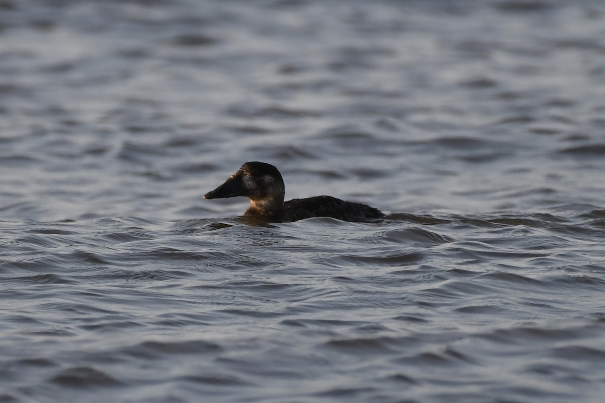 Surf Scoter - ML619600065