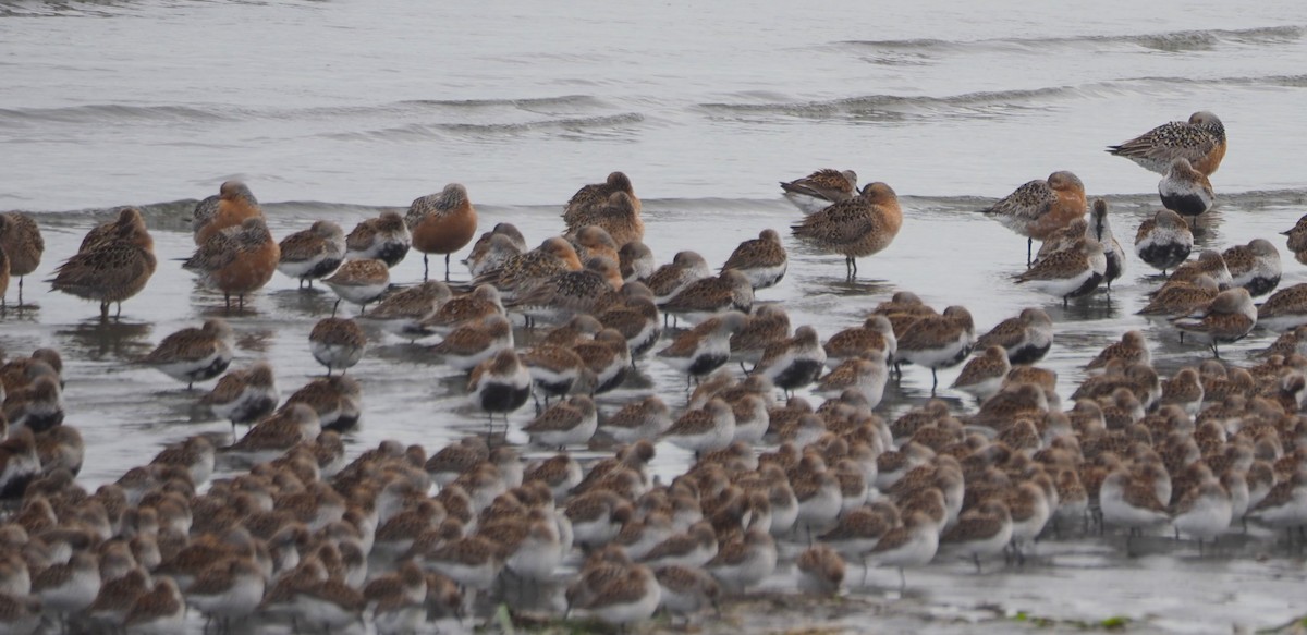 Red Knot - Dick Cartwright