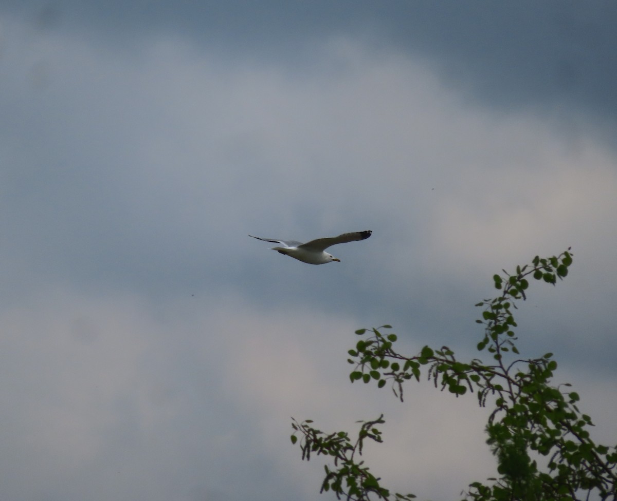 Ring-billed Gull - ML619600074