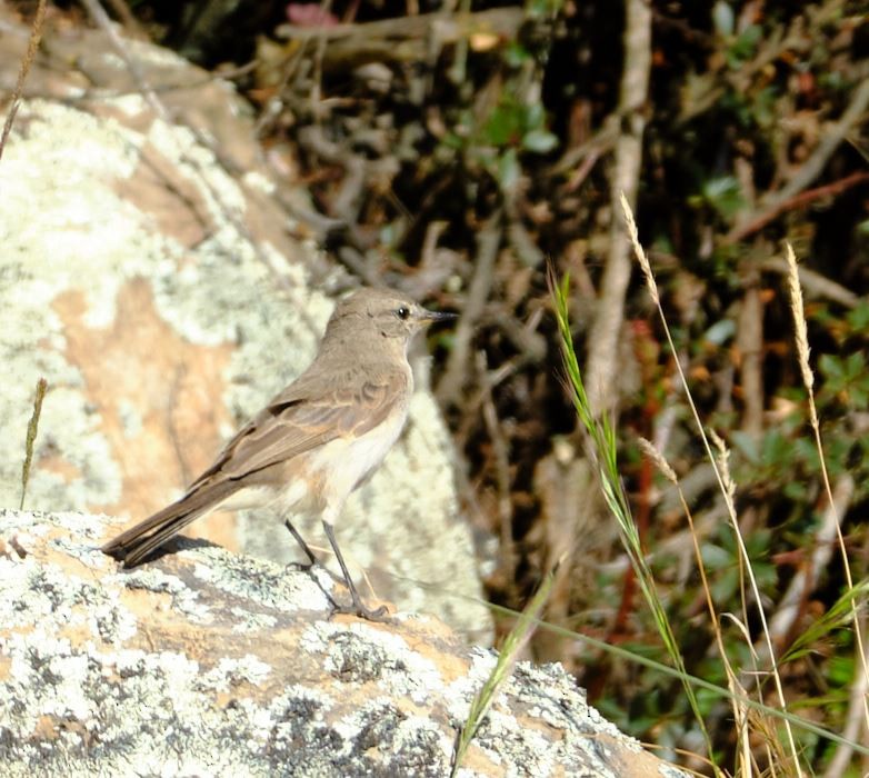 Spot-billed Ground-Tyrant - Jonathan Chancasana Villacorta