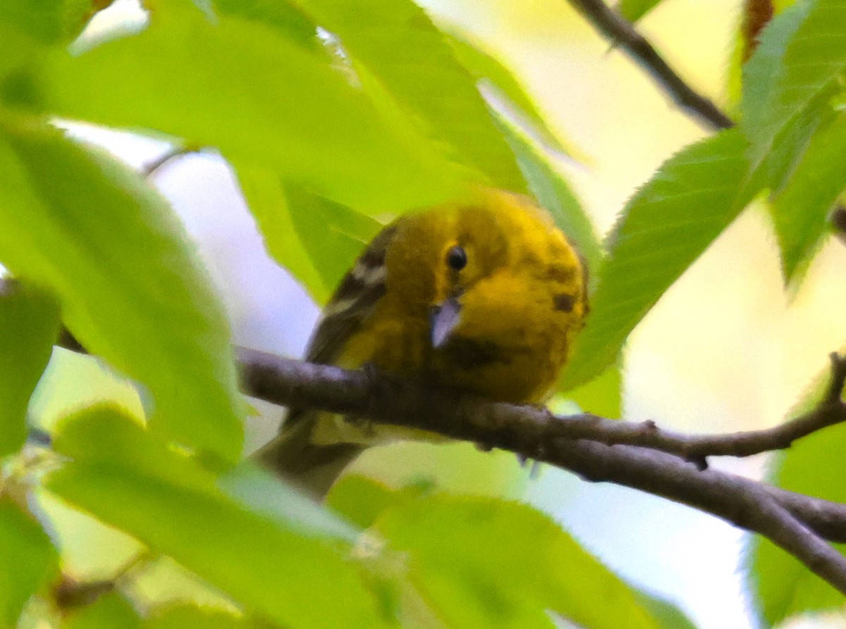 Pine Warbler - Alan Shapiro