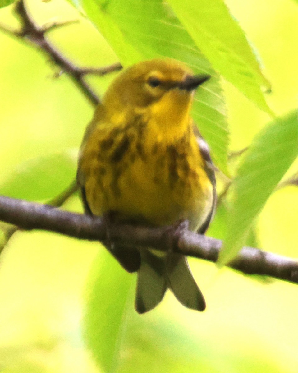 Pine Warbler - Alan Shapiro