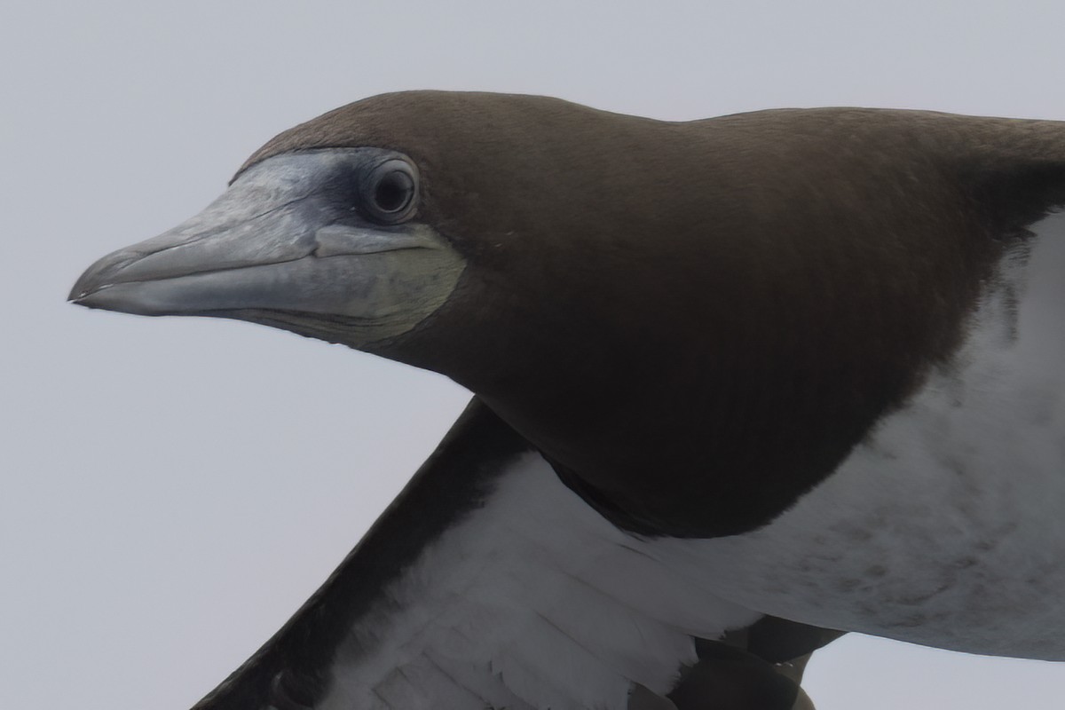 Brown Booby - Ted Keyel