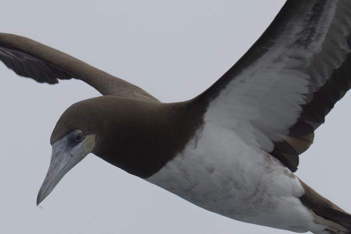 Brown Booby - Ted Keyel