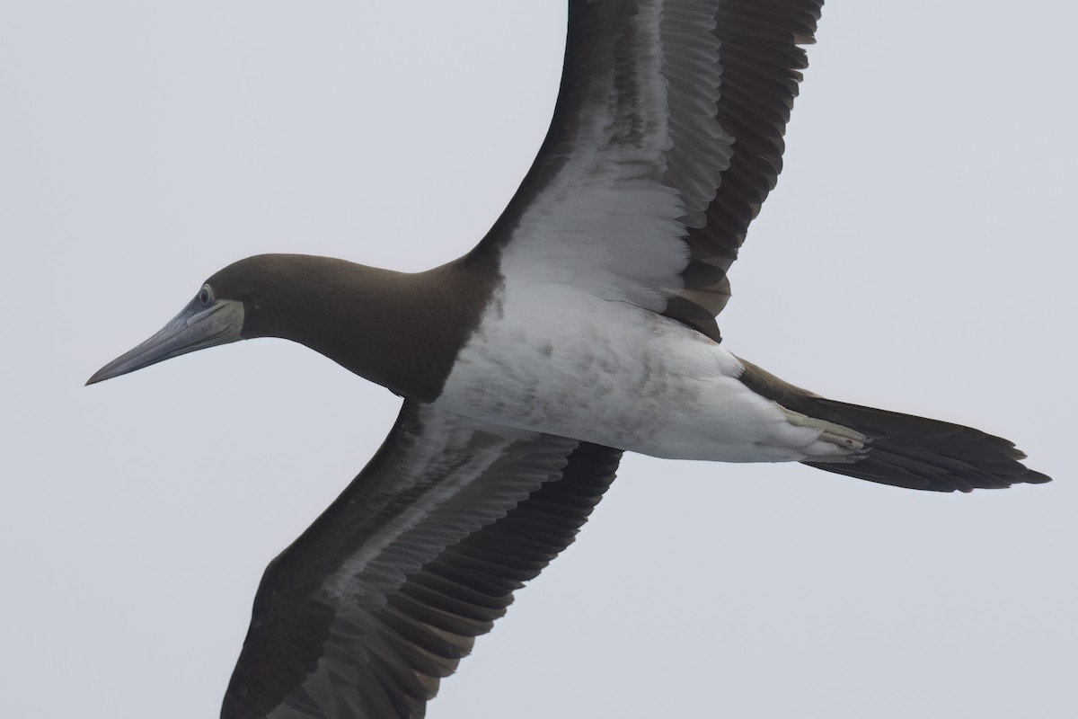 Brown Booby - Ted Keyel