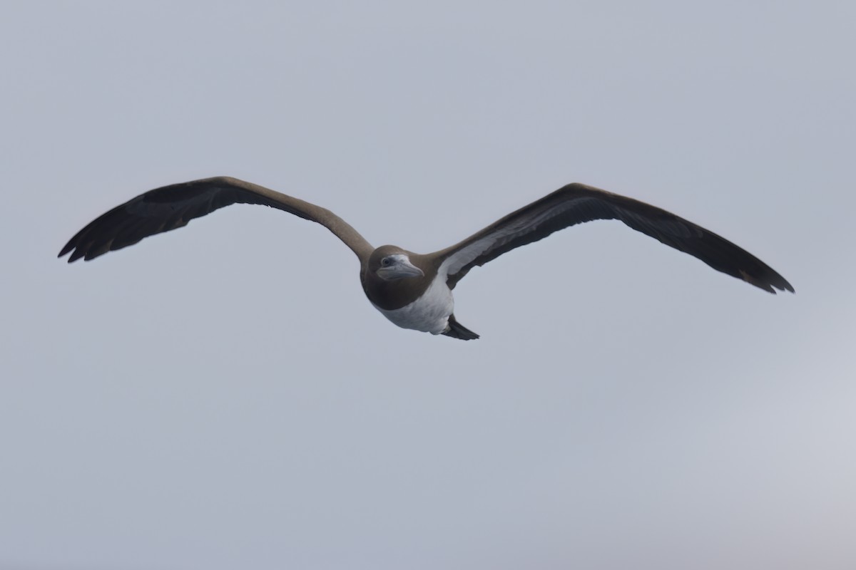 Brown Booby - Ted Keyel