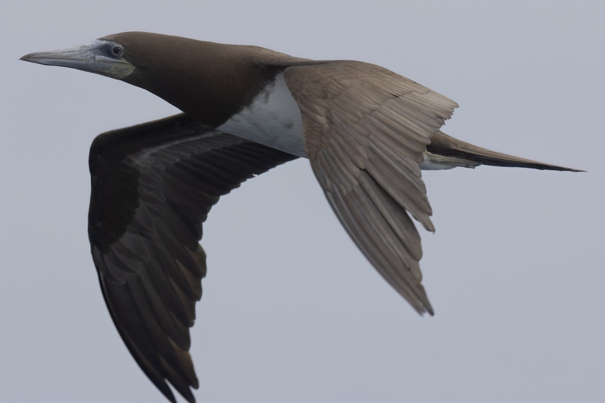 Brown Booby - Ted Keyel