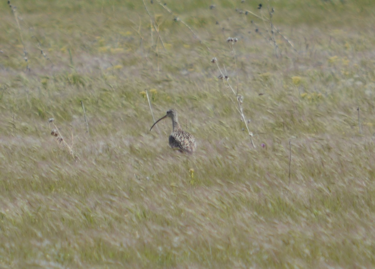 Long-billed Curlew - Daniel Newberry