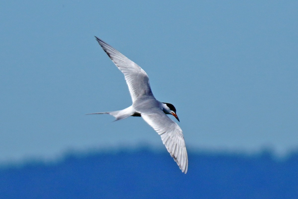 Forster's Tern - Susan Iannucci