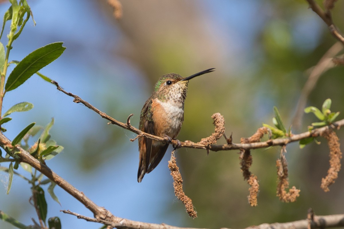 Allen's Hummingbird - Kevin Thomas