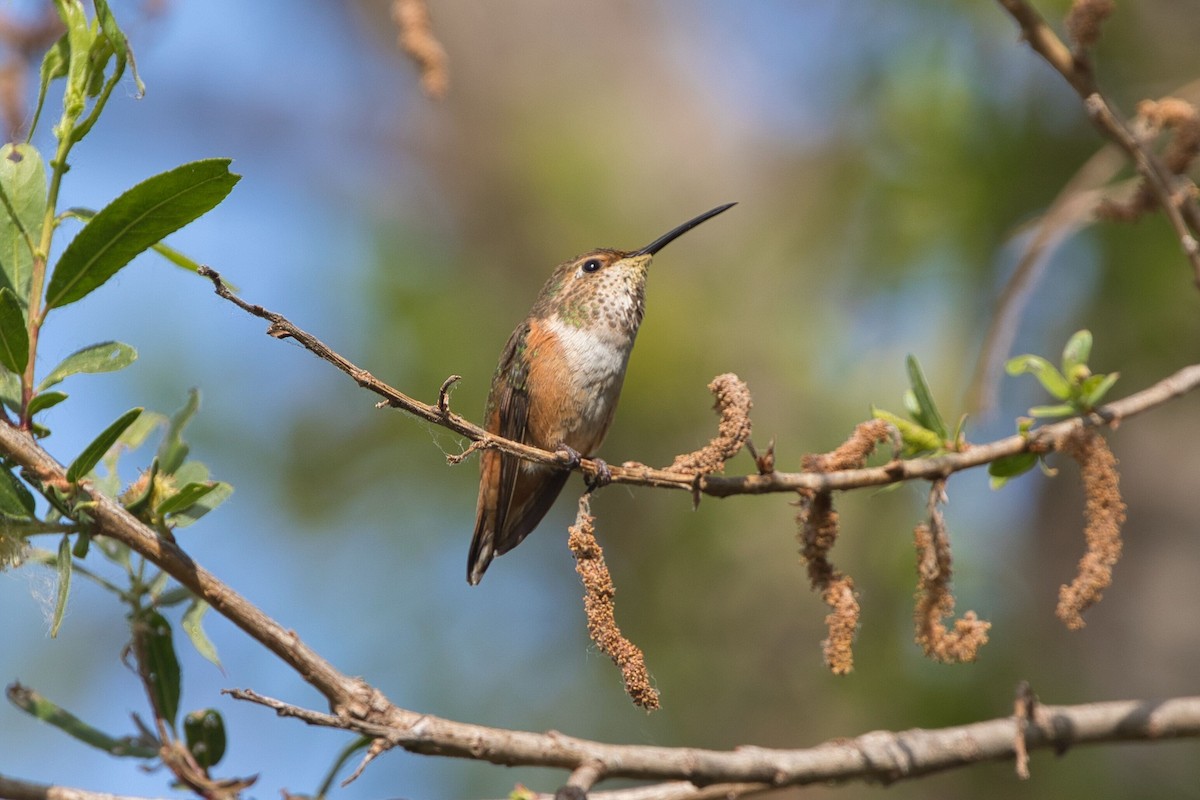 Allen's Hummingbird - Kevin Thomas