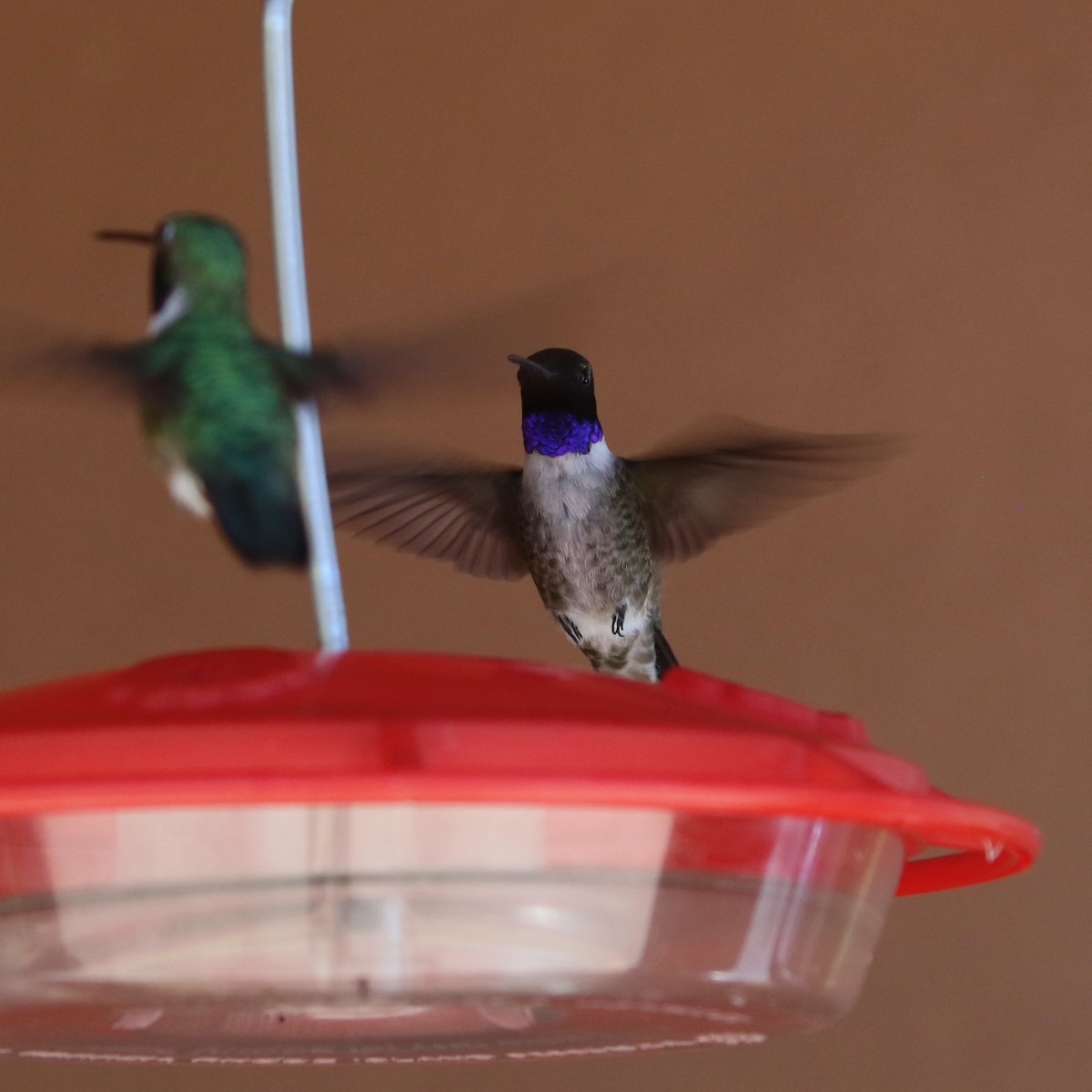 Black-chinned Hummingbird - Laurens Halsey