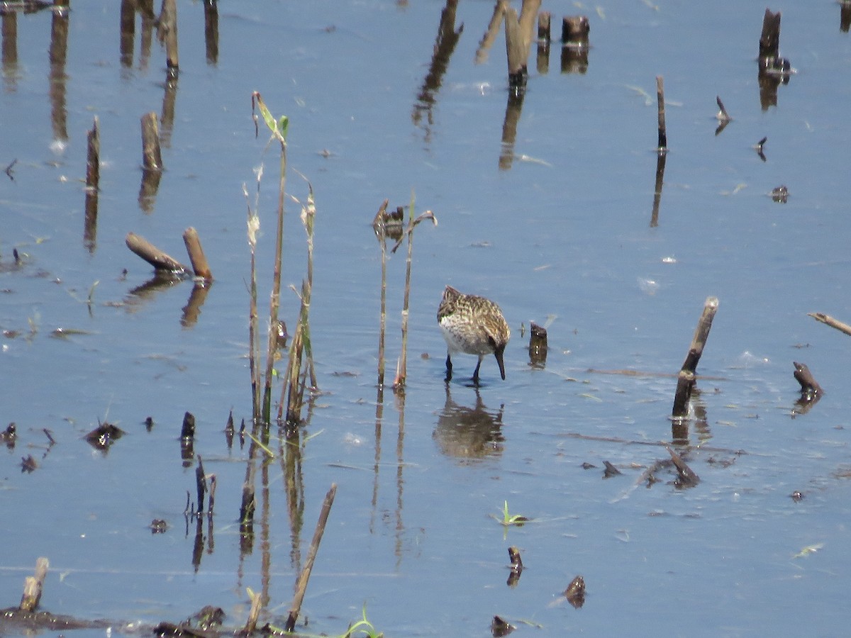 Semipalmated Sandpiper - Nick Paarlberg