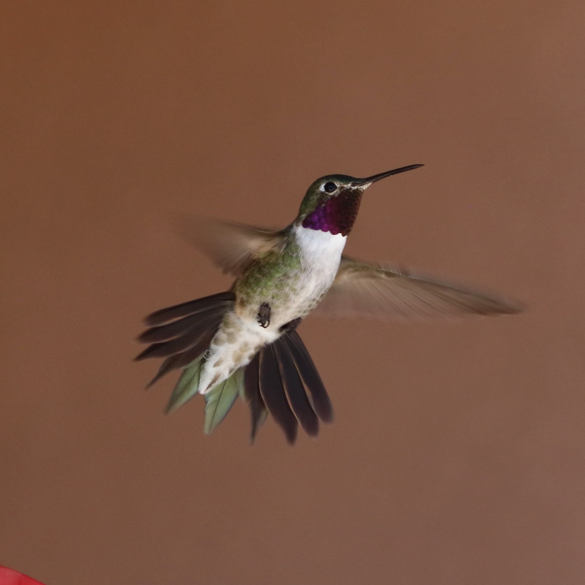 Broad-tailed Hummingbird - Laurens Halsey