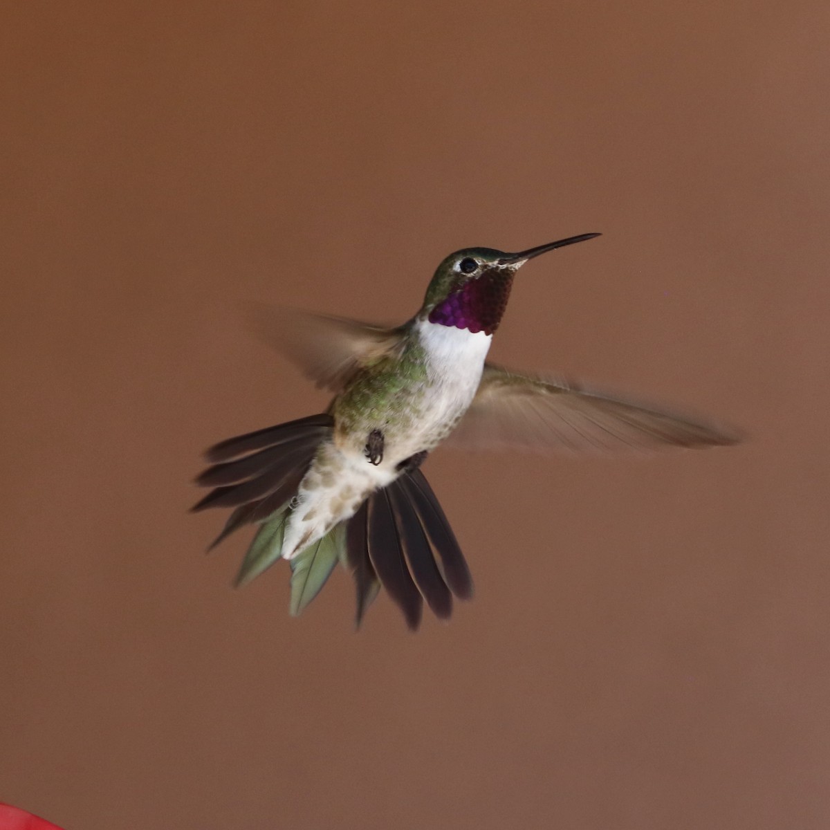 Geniş Kuyruklu Kolibri - ML619600117