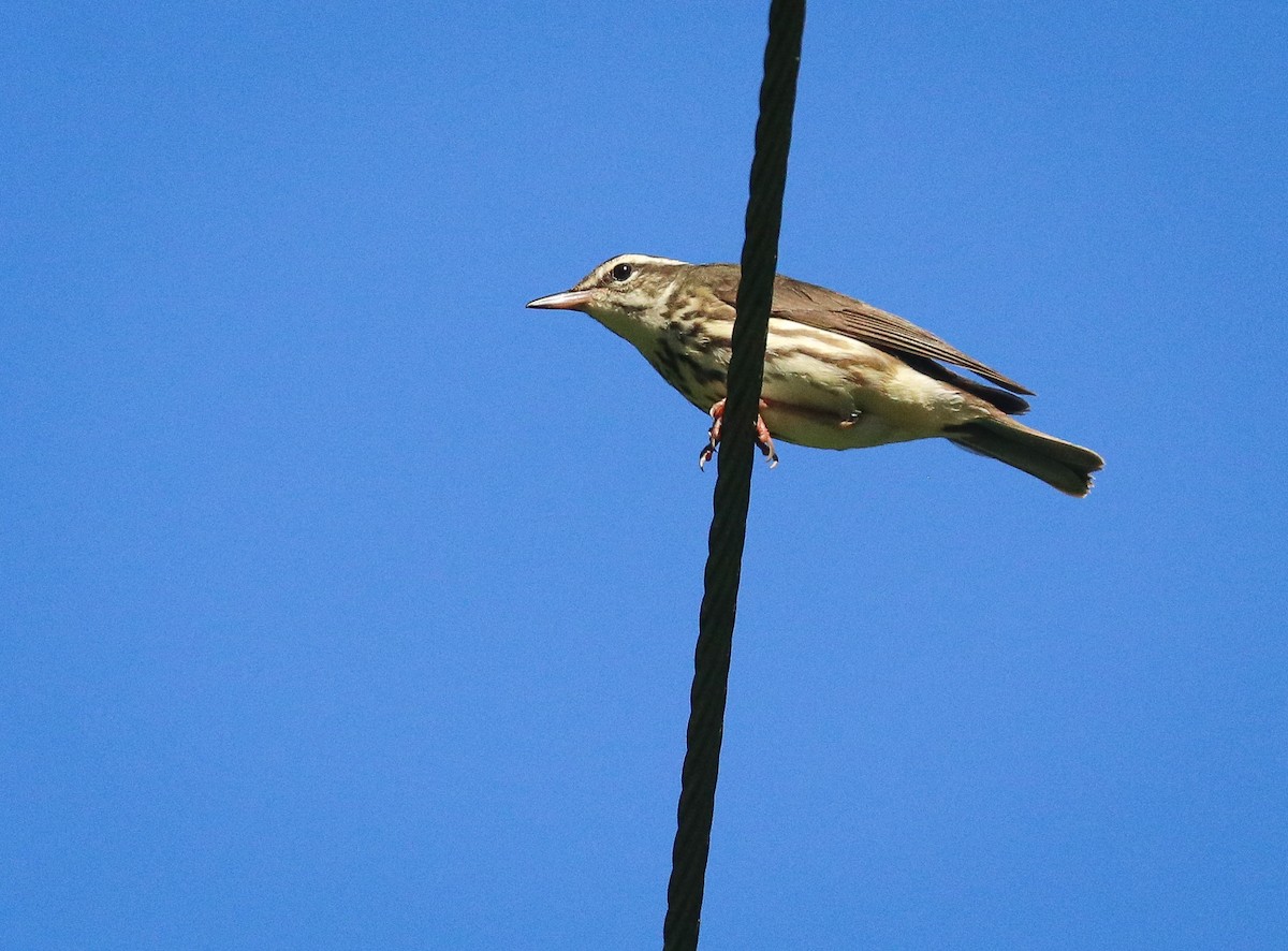 Paruline hochequeue - ML619600118