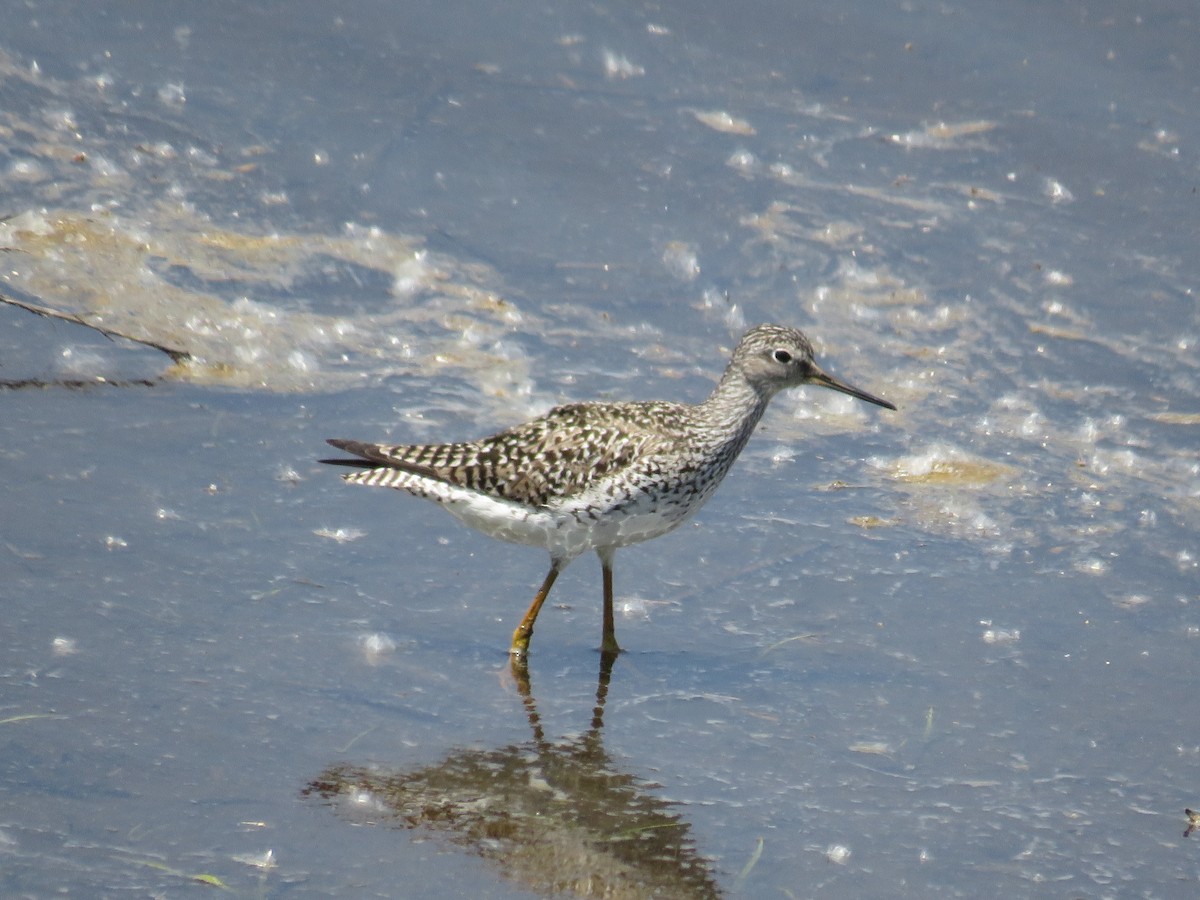 Greater Yellowlegs - Nick Paarlberg