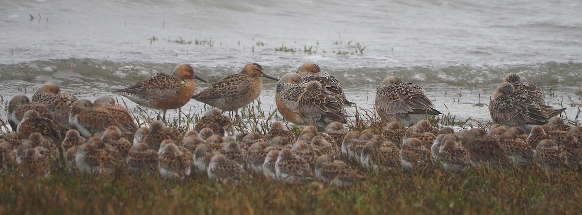 Red Knot - Dick Cartwright