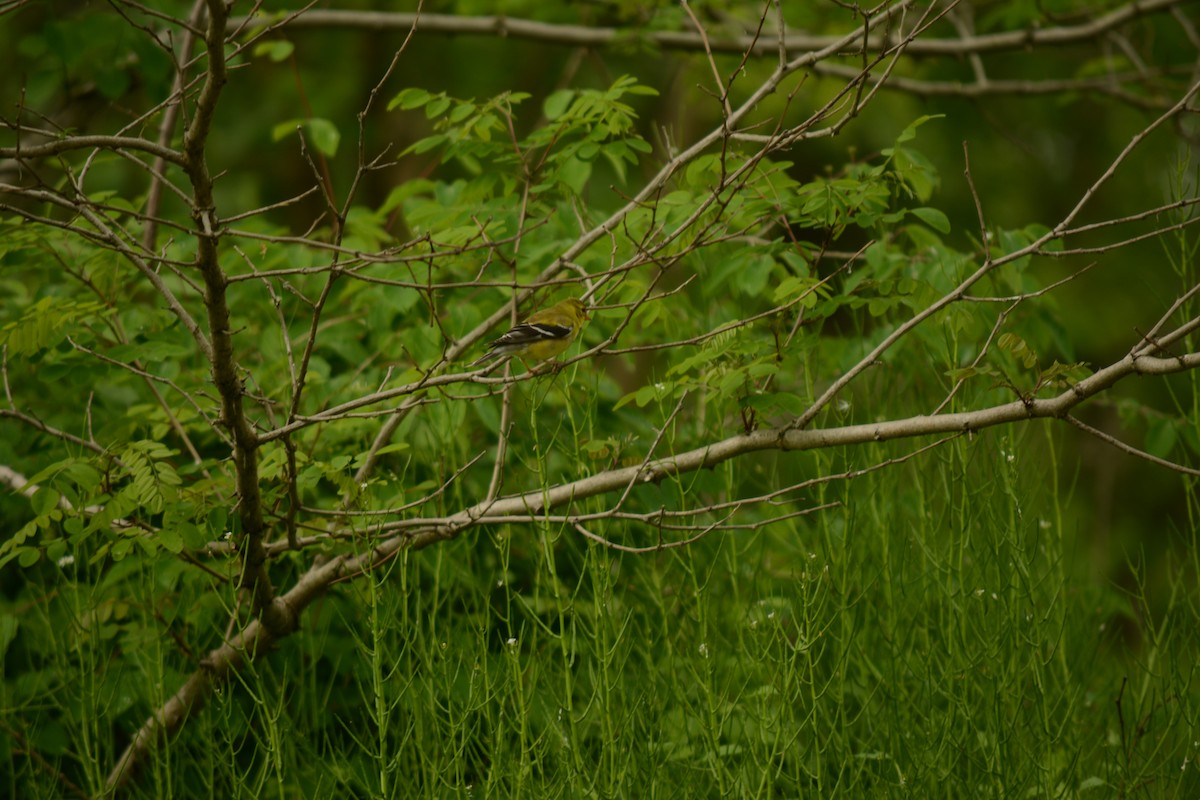 American Goldfinch - Brinda Datla