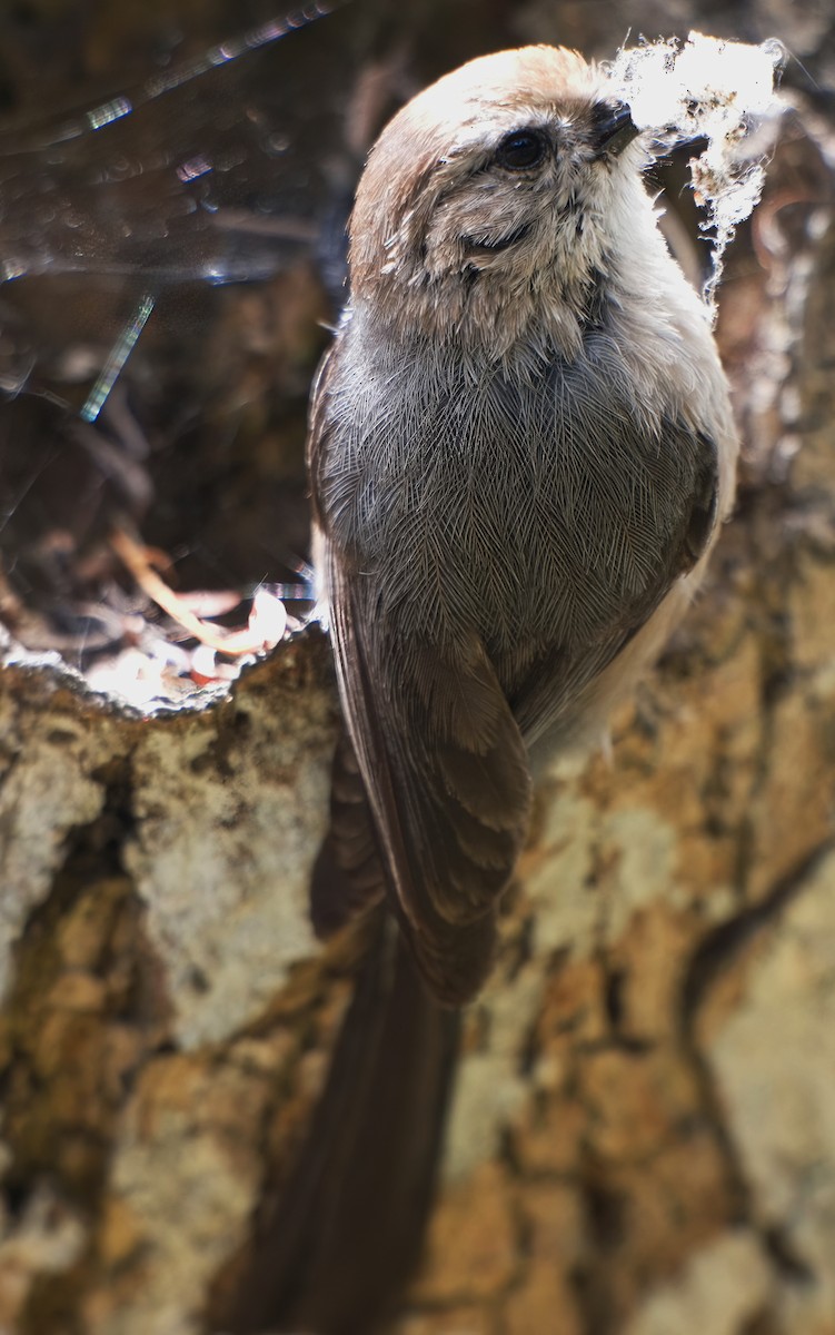 Bushtit - DAB DAB