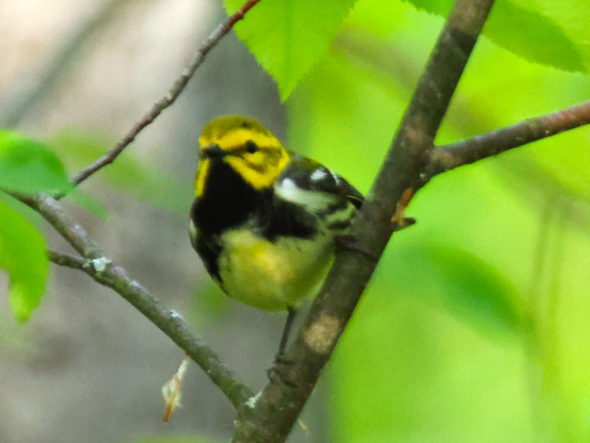 Black-throated Green Warbler - Alan Shapiro