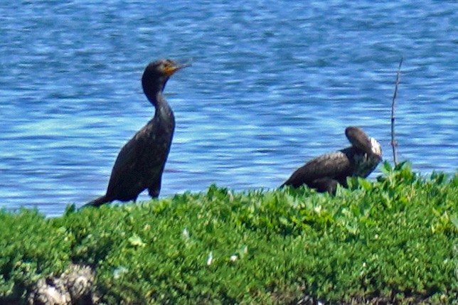 Double-crested Cormorant - Susan Iannucci