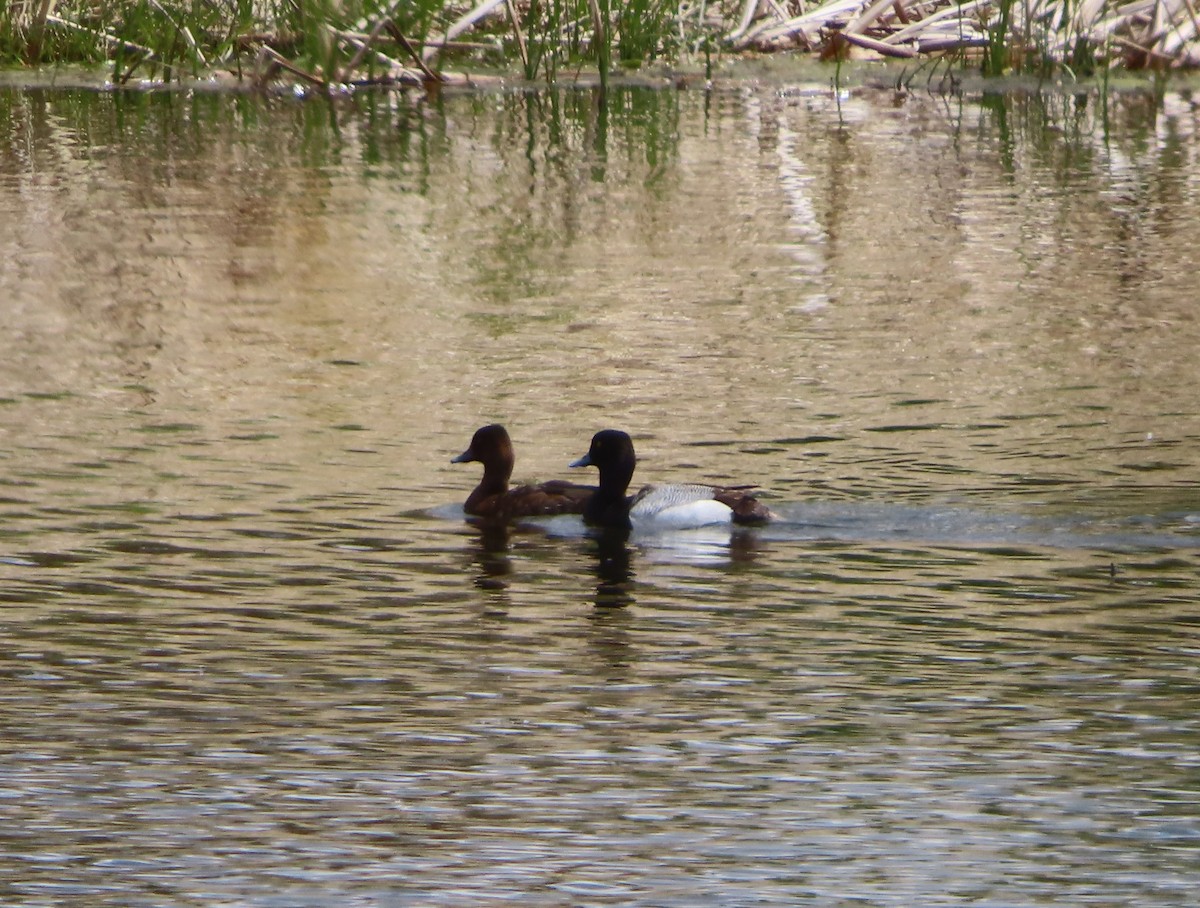 Lesser Scaup - Violet Kosack