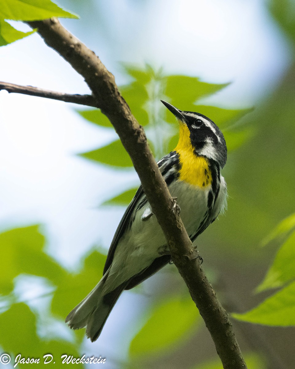 Yellow-throated Warbler - Jason Weckstein
