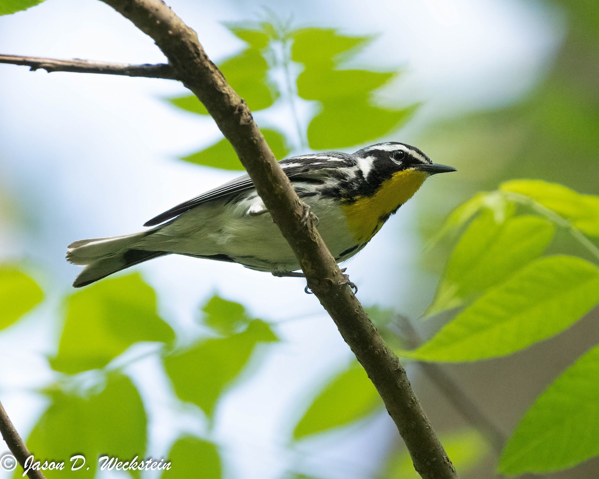 Yellow-throated Warbler - Jason Weckstein
