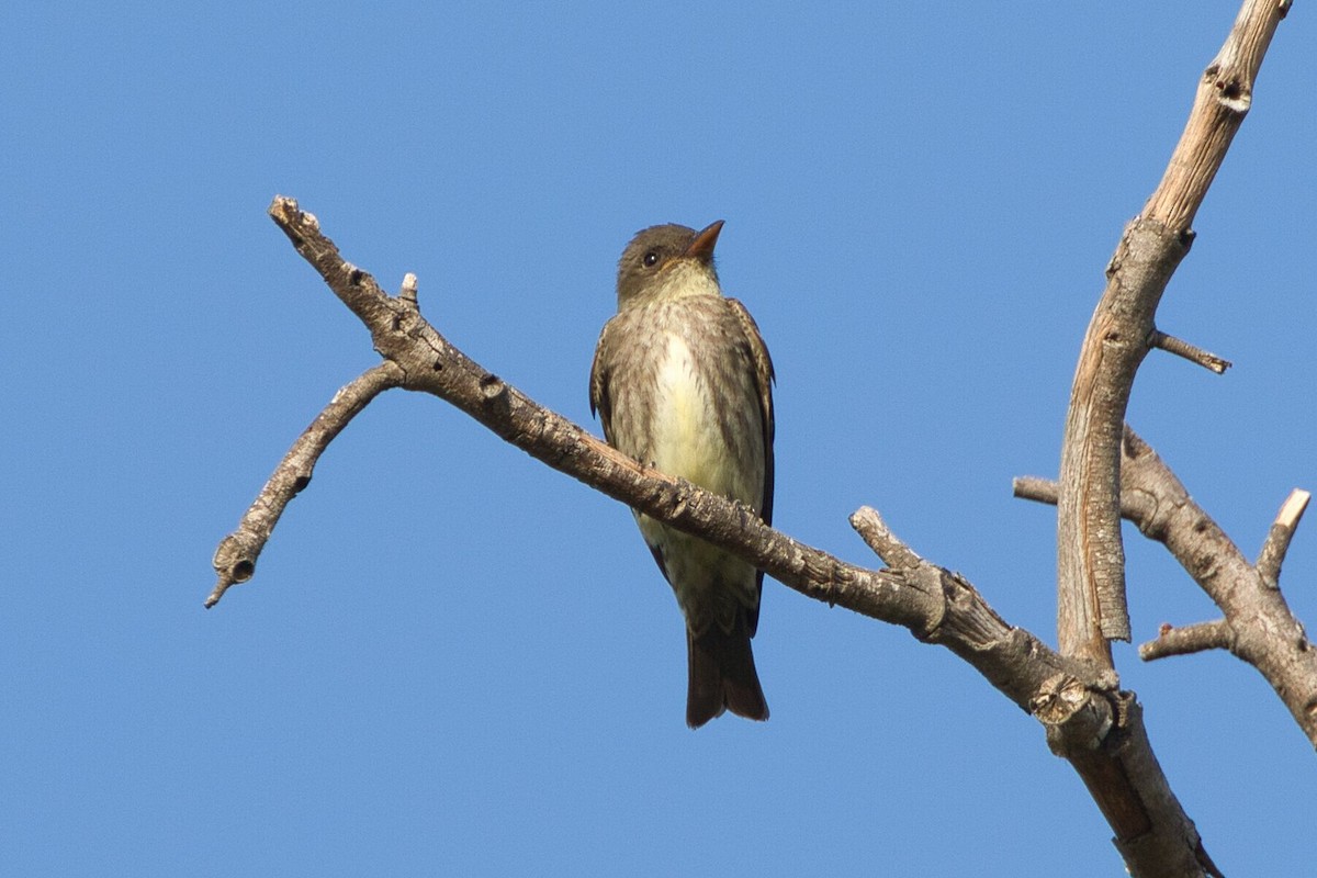 Olive-sided Flycatcher - Kevin Thomas