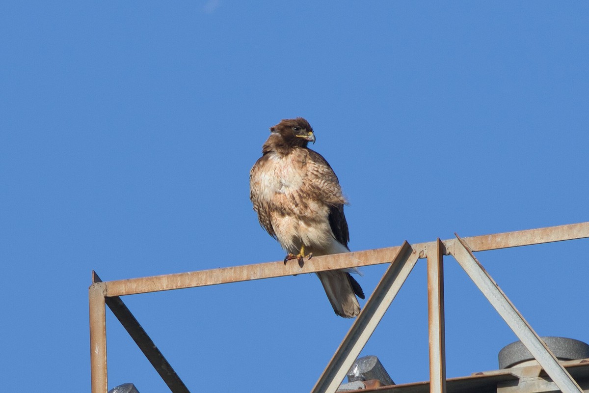 Red-tailed Hawk - Kevin Thomas