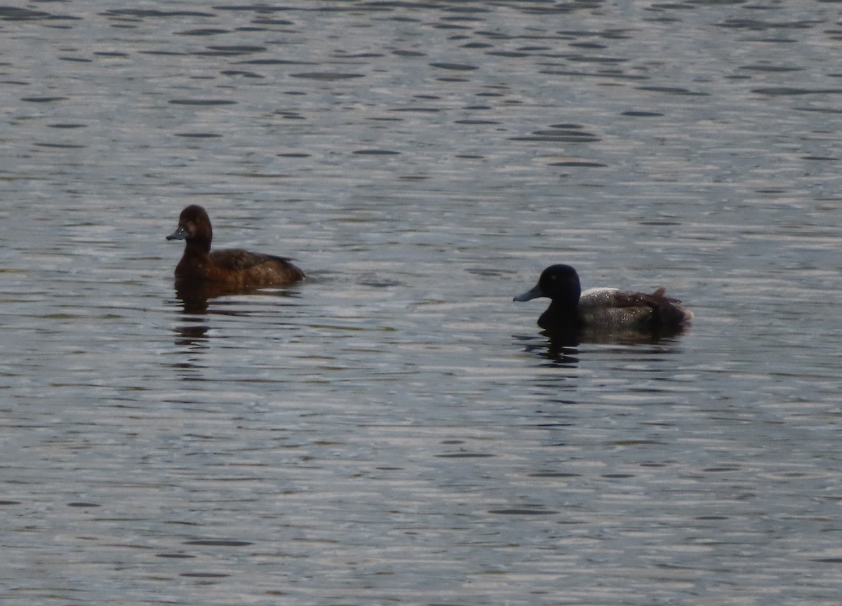 Lesser Scaup - Violet Kosack