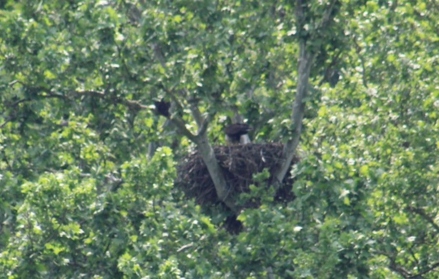 Bald Eagle - Deborah  Hansen