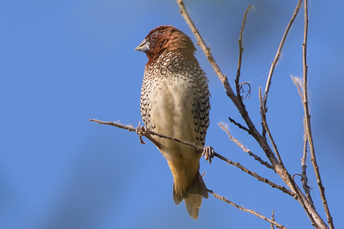 Scaly-breasted Munia - Kevin Thomas