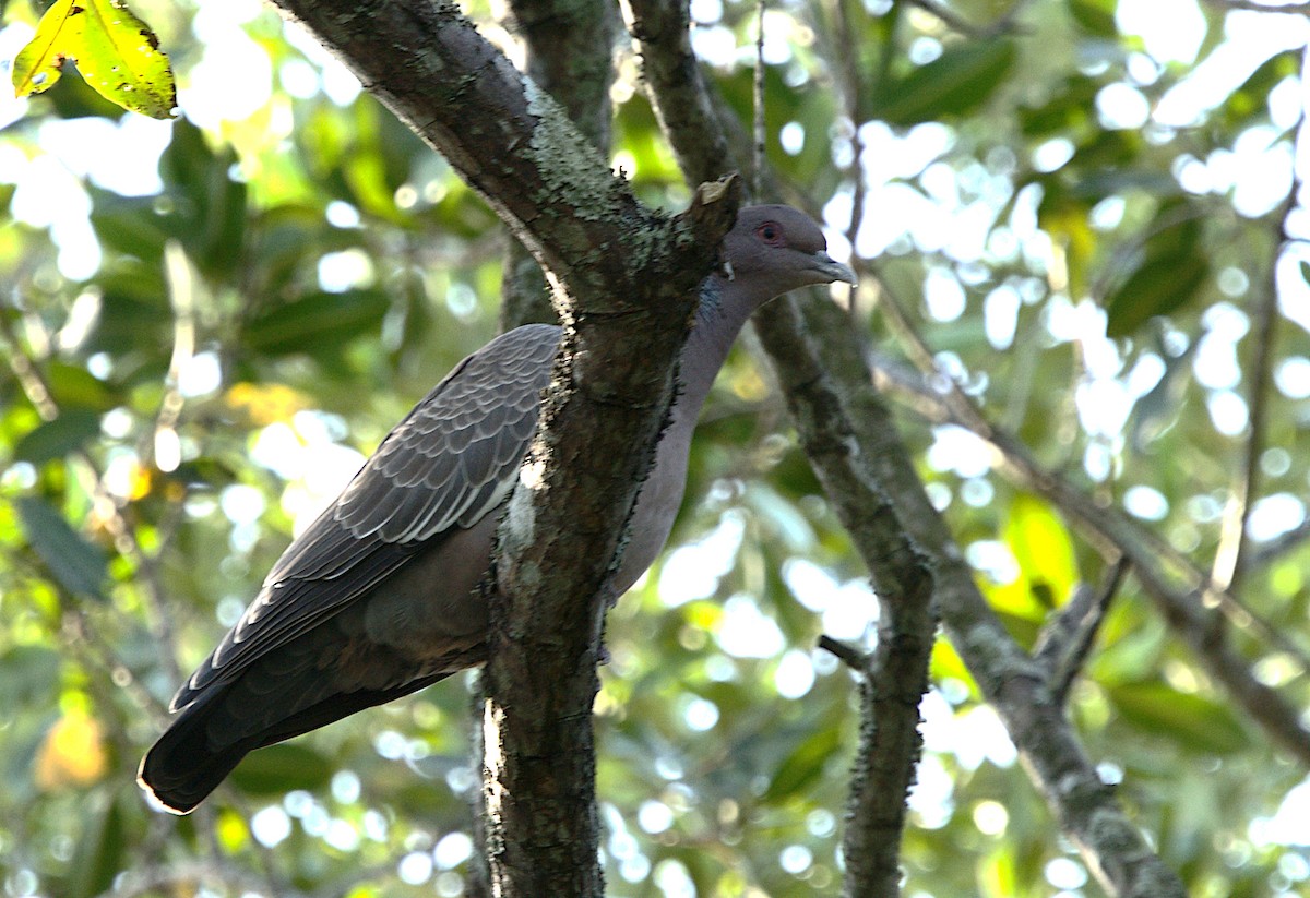 Picazuro Pigeon - ML619600163