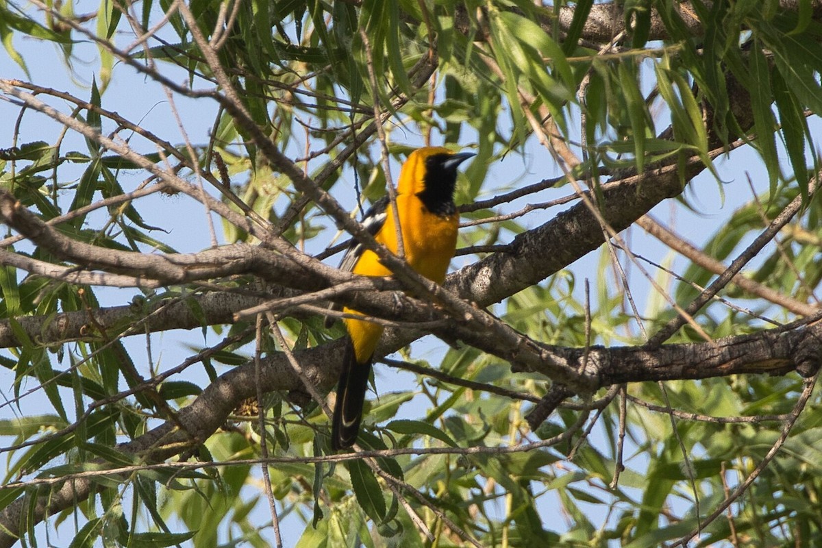 Hooded Oriole - ML619600171