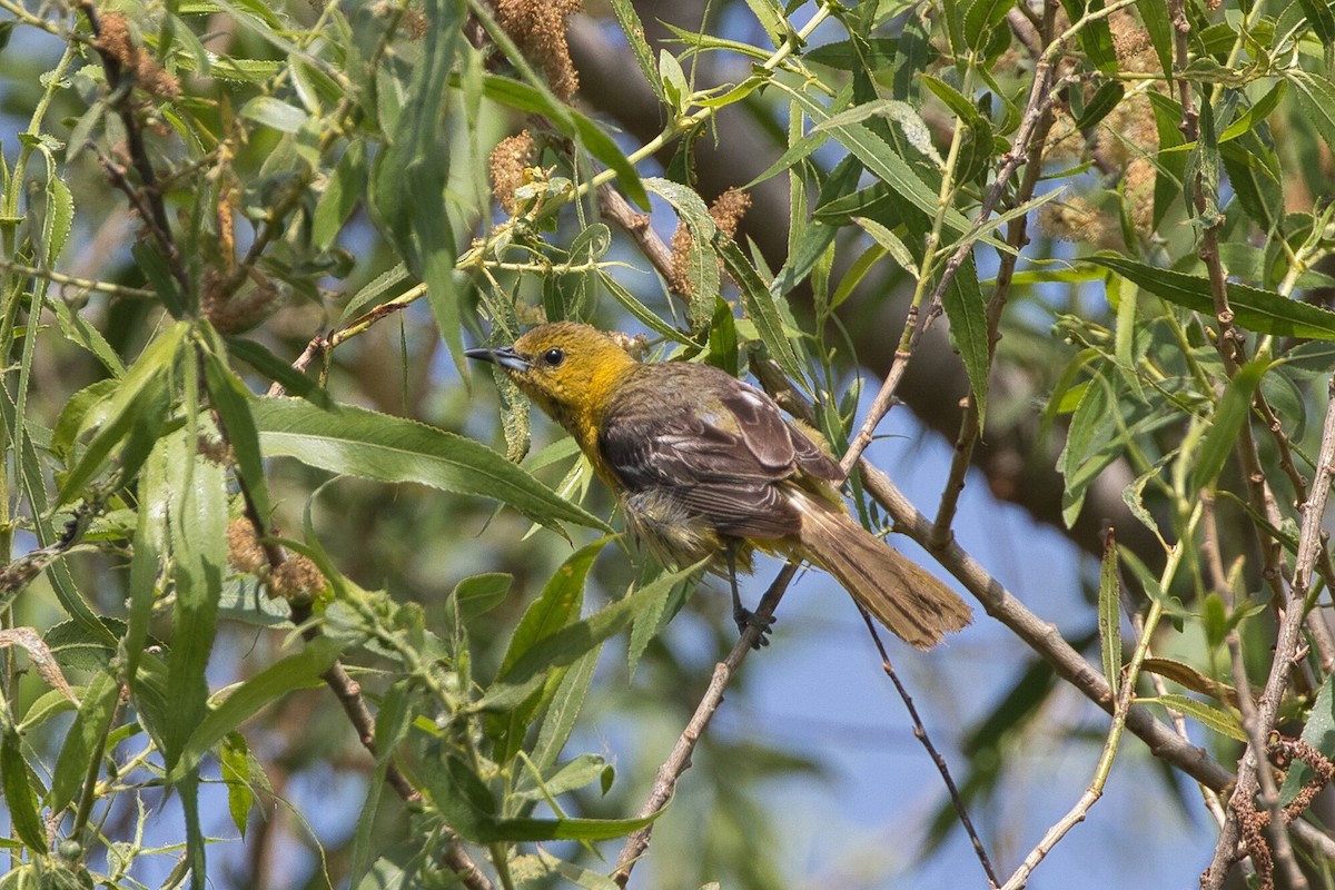 Hooded Oriole - Kevin Thomas