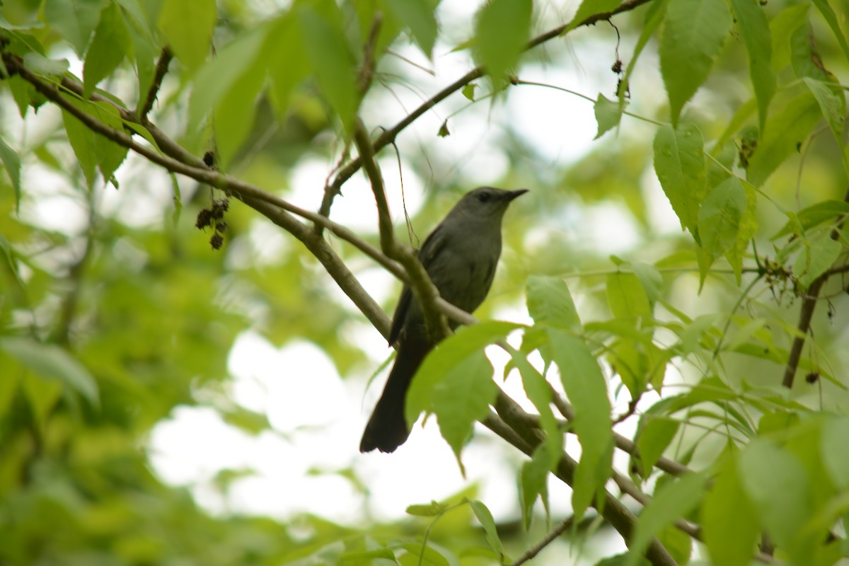 Gray Catbird - Brinda Datla