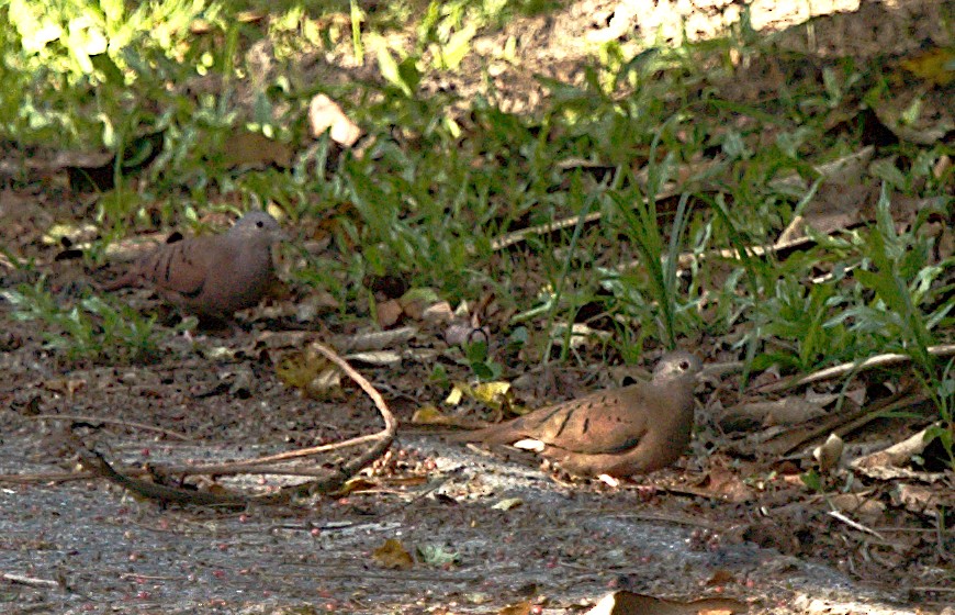 Ruddy Ground Dove - Patrícia Hanate