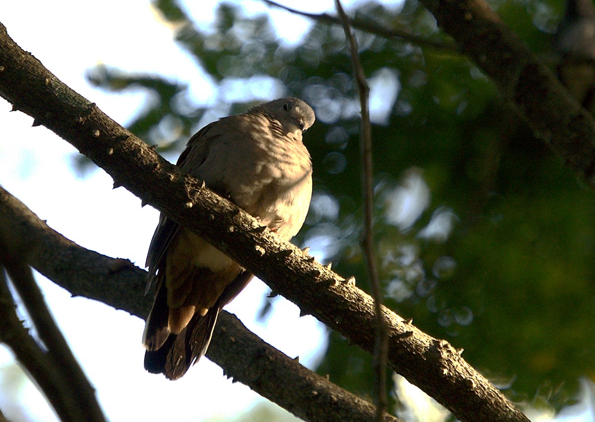 Ruddy Ground Dove - Patrícia Hanate