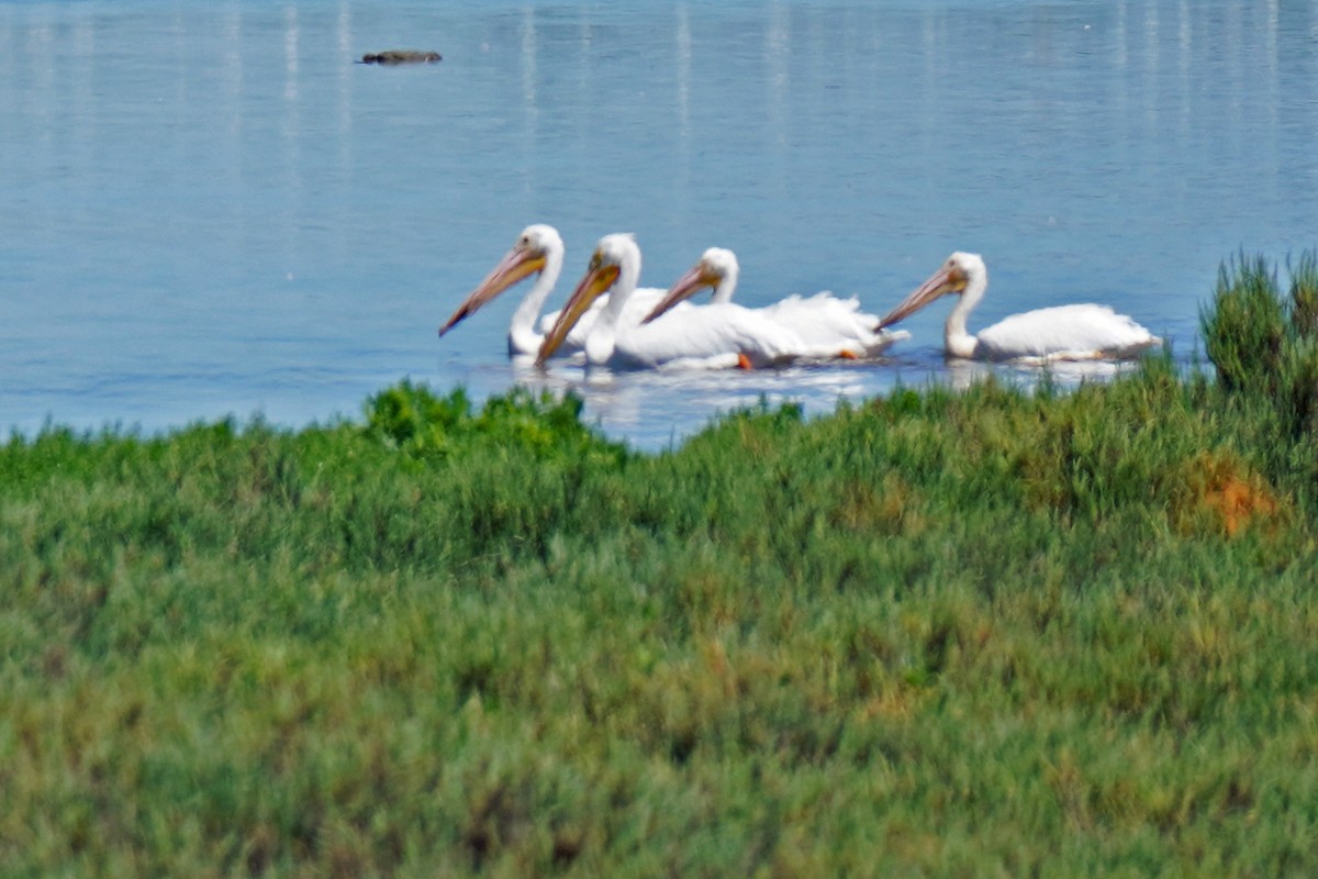 American White Pelican - Susan Iannucci