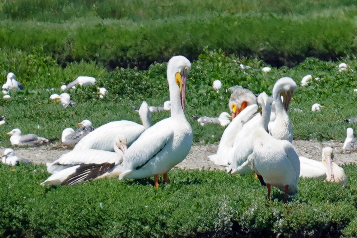 American White Pelican - Susan Iannucci