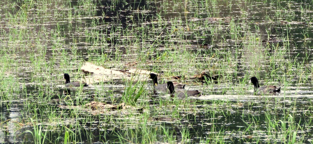 American Coot - Deidre Dawson