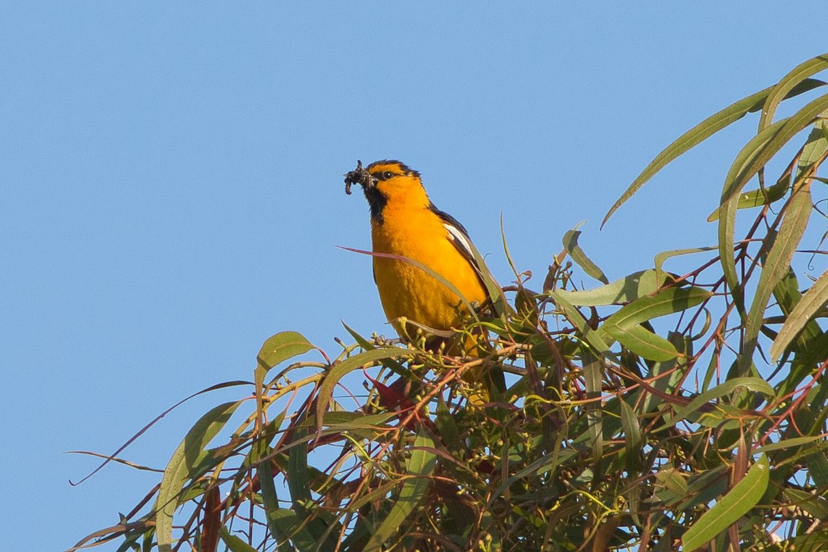 Bullock's Oriole - Kevin Thomas