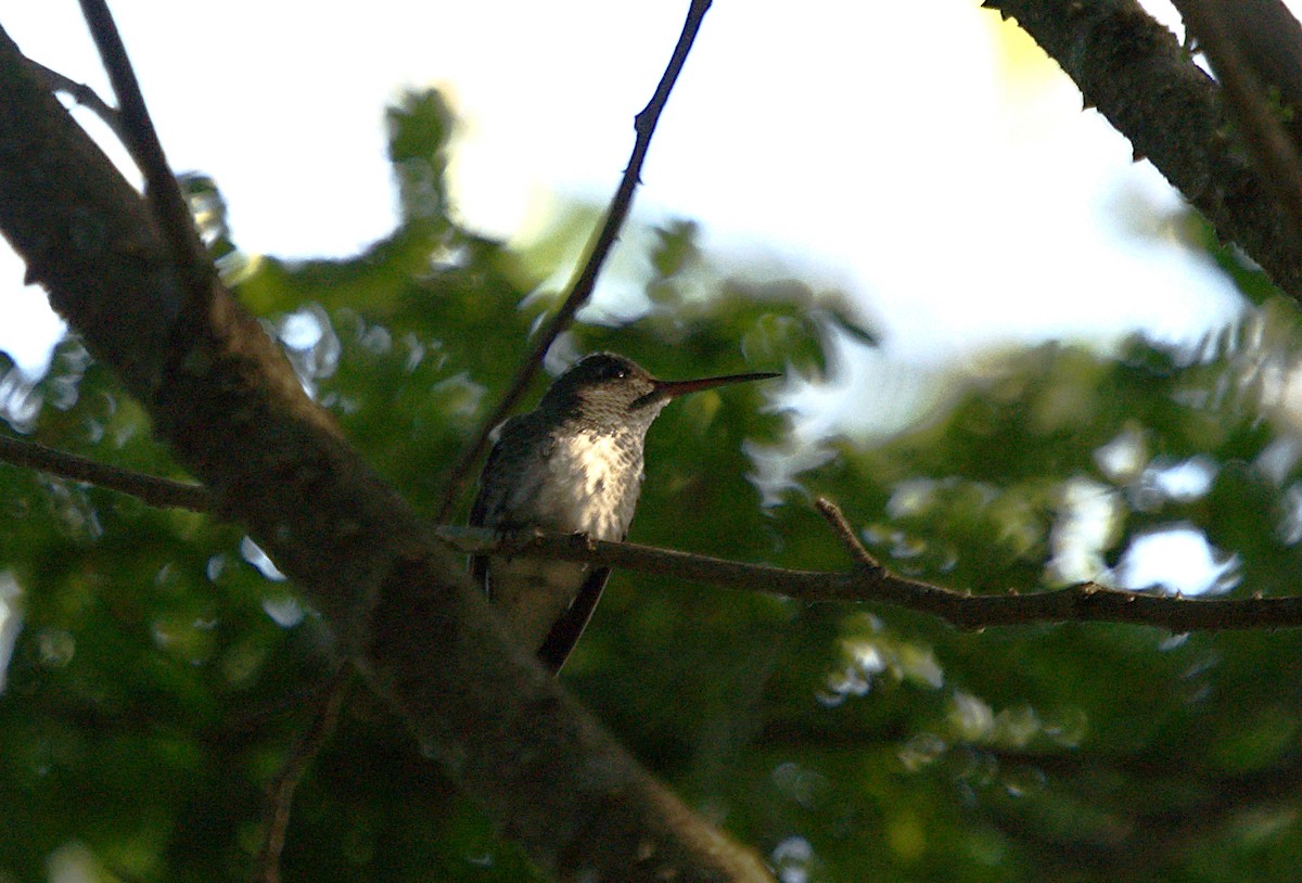 Glittering-throated Emerald - Patrícia Hanate