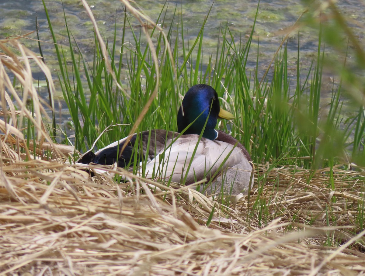 Mallard - Violet Kosack