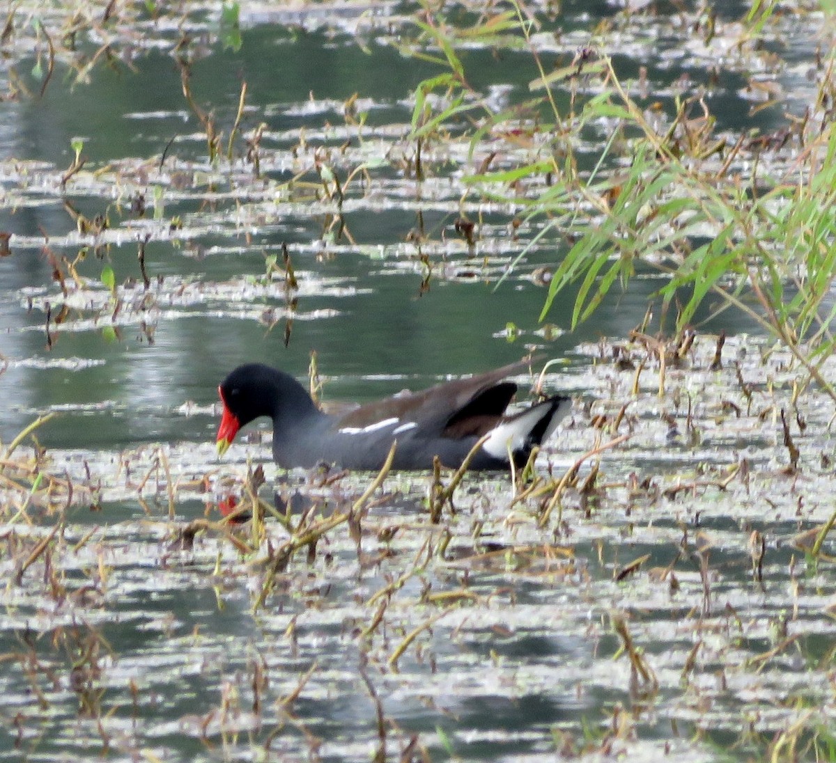 Common Gallinule - Deidre Dawson