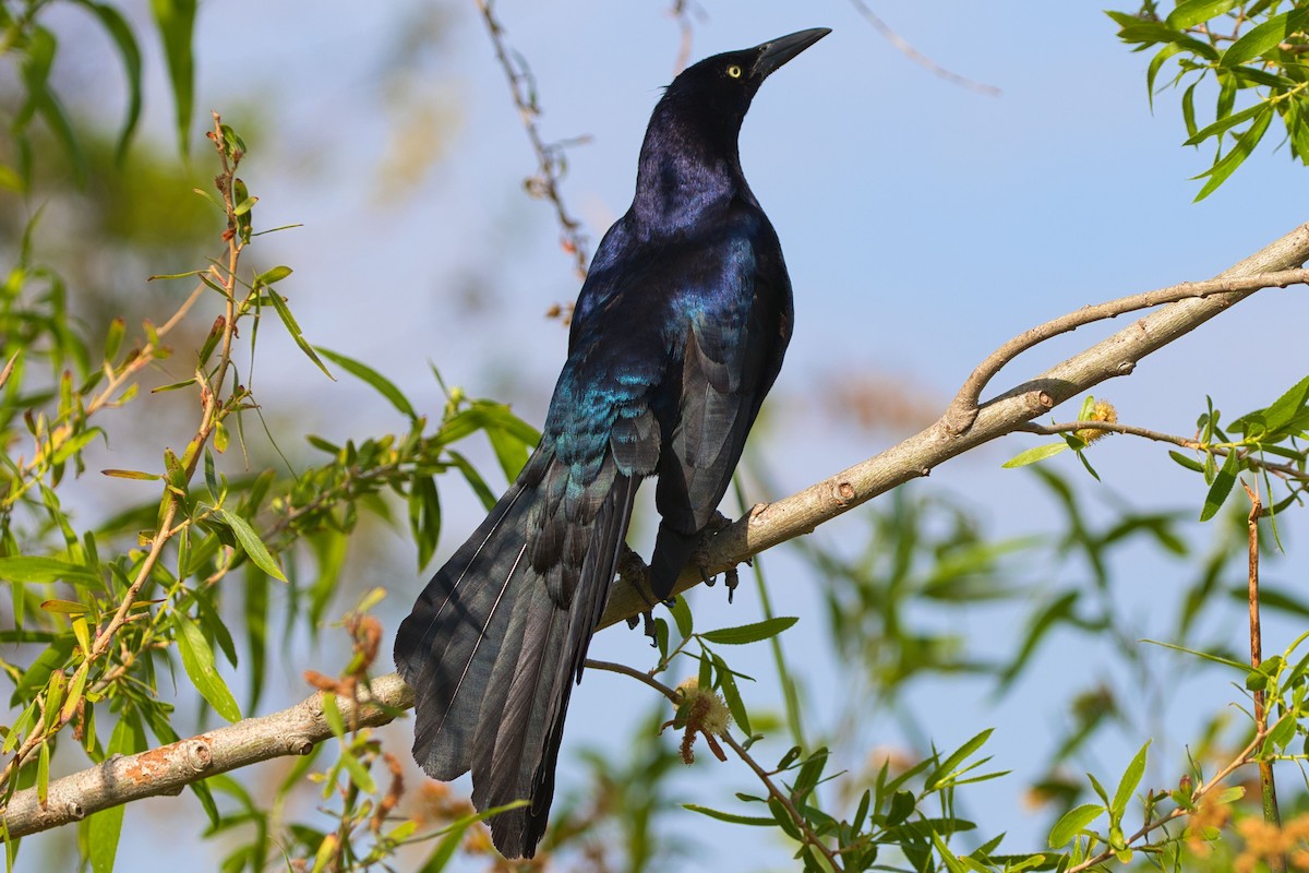 Great-tailed Grackle - Kevin Thomas