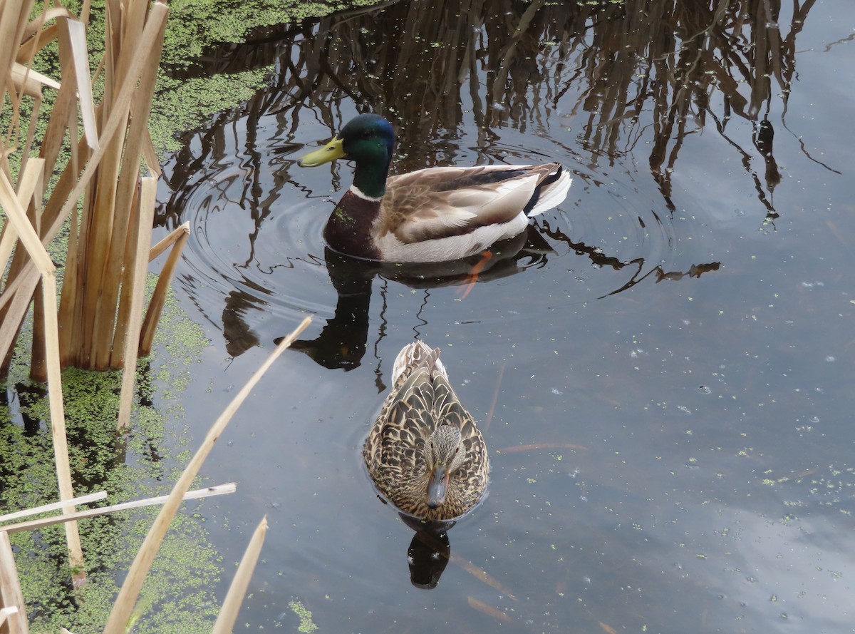 Mallard - Violet Kosack