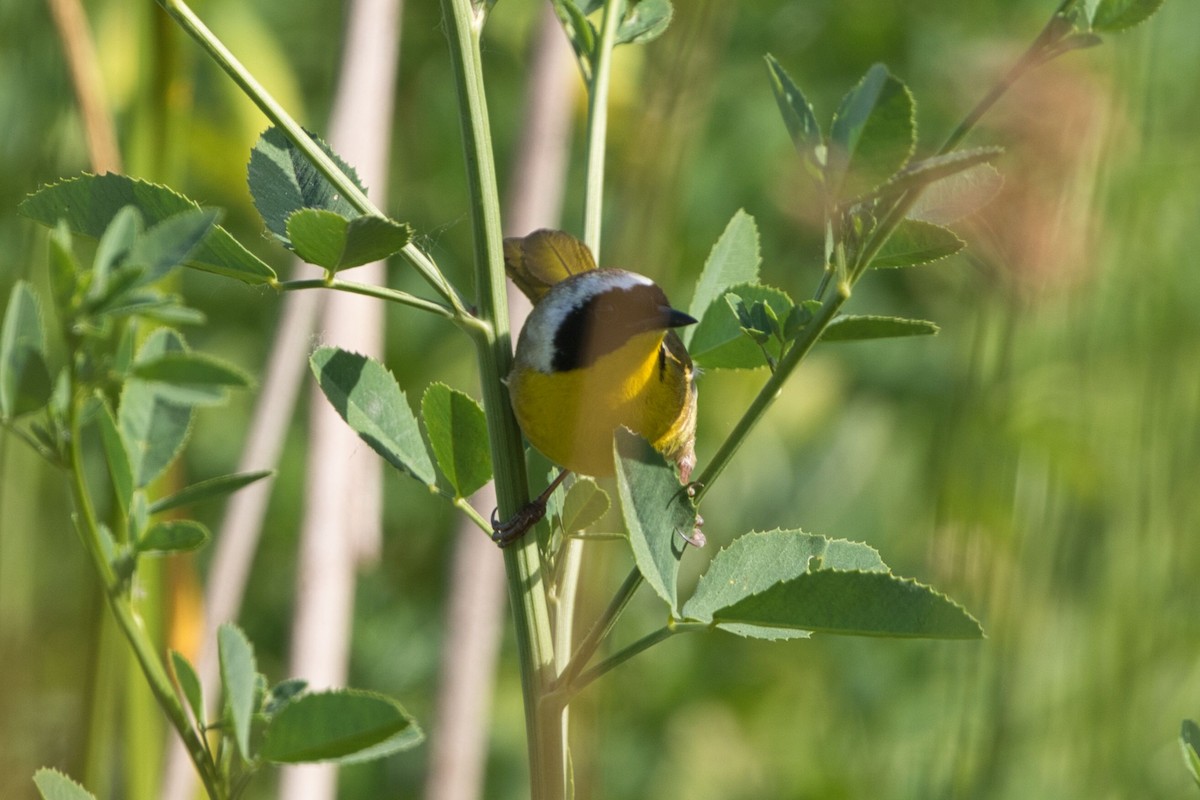 Common Yellowthroat - Kevin Thomas